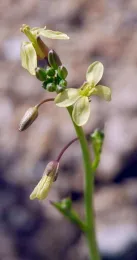 Saharan Mustard. Photo: © 2005 Michelle Cloud-Hughes