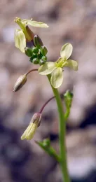 Saharan Mustard. Photo: © 2005 Michelle Cloud-Hughes