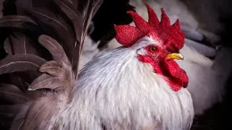 poultry show