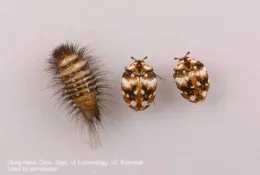 Larva and adult furniture carpet beetles. [Credit: D-H Choe]