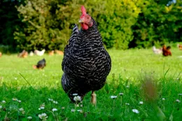 chicken-2684039 1920