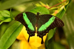 Entomologia_Entomology