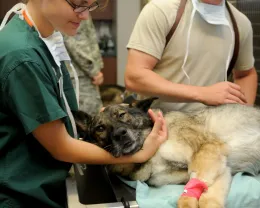 Veterinaria_Veterinary