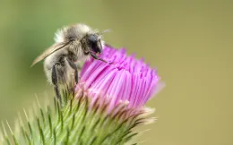Abejas_Bees