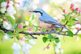 Aves_Birds