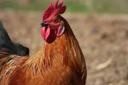 bird-3135798