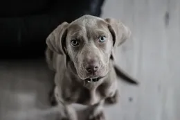 Perros_Dogs