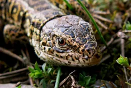 Reptiles_Reptiles