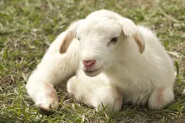 lamb-2216160