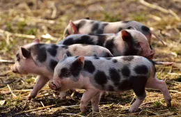 piglet-2782618