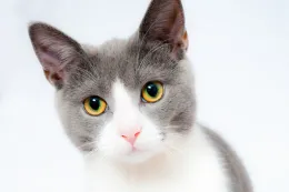 Gato_Cat