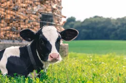 cow-2559383