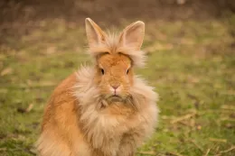 Conejo_Rabbit
