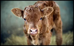 Vaca_Cow