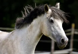 Caballos_Horses