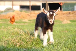 goat-2403566