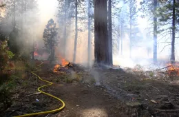 Rx fire
