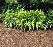 Organic mulch