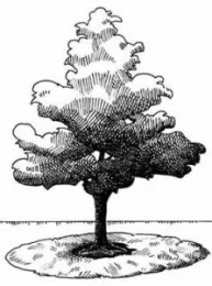 Mulch around tree