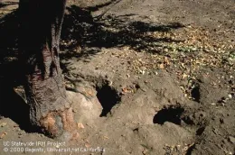 Ground squirrels are active during the day and forage above ground near their burrows