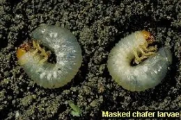masked chamfer