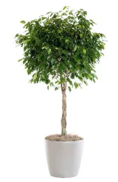 Ficus benjamina