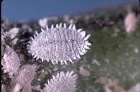 Mealybug