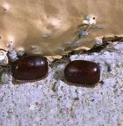 E.