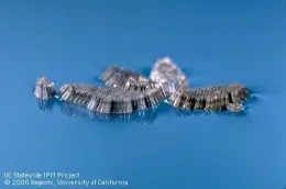 Egg raft of Culex mosquito. (Photo: Jack Kelly Clark)