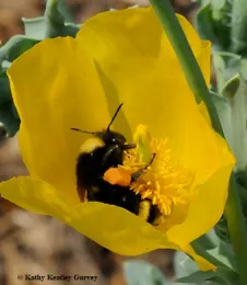 When a bumble bee forages in a poppy,