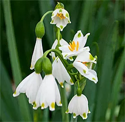 Summer Snowflake