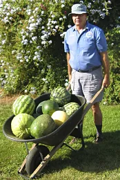 Watermelons in wheelbarrow