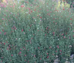 Sage 'Hot Lips'