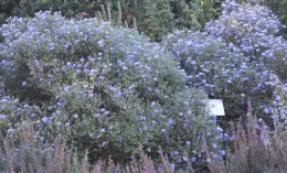 Aster 'Fanny's'