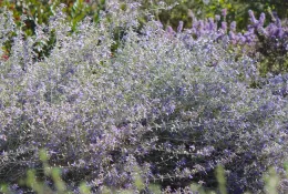 Germander