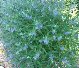 Bluebeard