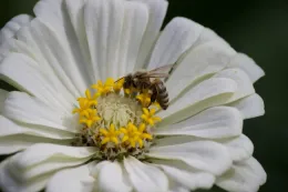 Zinnia