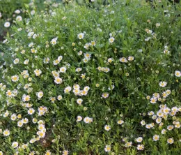 Santa Barbara daisy