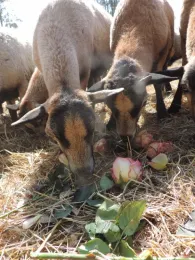 Home for sheep