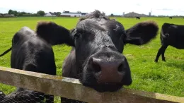 black cow