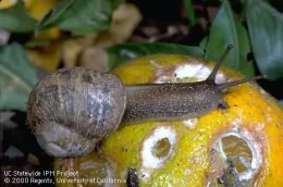 brown snail