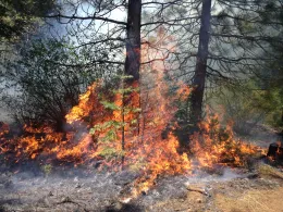 Rx fire at Blodgett