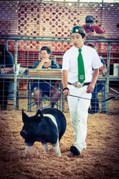 pig