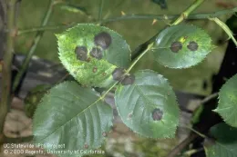 black spot on rose