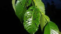 Elm Leaf Beetle 