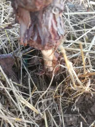 a girdled trunk