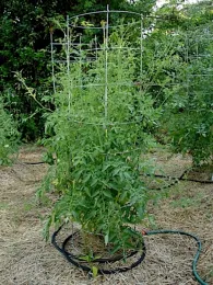 soaker-hose-tomato