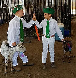 primary pygmy goats