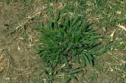 Fig 2. Smooth crabgrass. (Credit: Clyde Elmore)