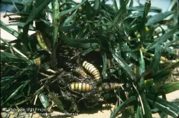 Fig 6. Dallisgrass rhizomes. (Credit: Jack Kelly Clark)